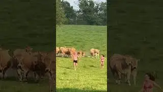 Herd of Cows Chase Two Young Individuals in Playful Pursuit