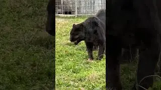 Axle, a black leopard, enjoying his yard after being rescued. Video Credit: TCWR