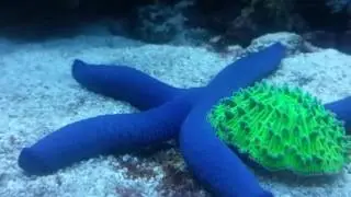Blue Linckia Sea Star Fish