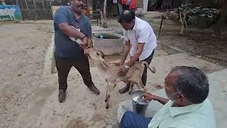 28-5-2025 feeding the hungry 1 day old male calf at Ananta padma nabha swamy temple goshala by Srinu