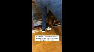 Training an Aggressive Basset Hound