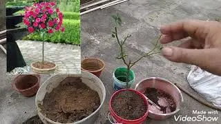Making Rose tree/Standard rose