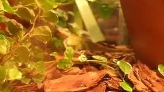 Anolis carolinensis