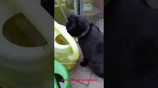 Gizmo sucht ein Zuhause in Hamburg und Umgebung