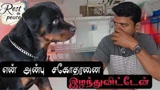 எனது ராம்போவை நான் இழந்துவிட்டேன் 😞