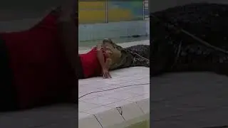 Crocodile Insane Trick #grquadstudio #shorts #animals