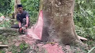 Sangat Menguras tenaga kali ini tebang pohon lilitan 3'2m 