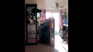 Gothikoty #5