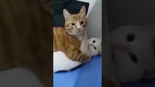 Funniest Animals 2024, New Funny Cats and Dogs Videos. #pets #funnyvideos #funny#petfriendships#cats