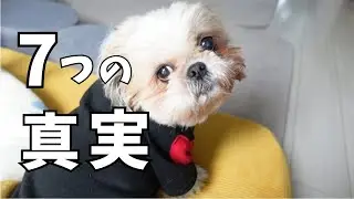 【リアル】シーズーを迎える前に絶対知ってほしい「可愛いだけじゃない７つの真実」