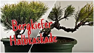Bergkiefer 'Pinus mugo' -in Vorbereitung zur Halbkaskade Pre-Bonsai 2023/06