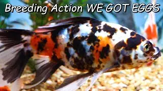 Shubunkin Goldfish Breeding We Got Eggs