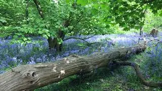 Stunning Bluebell Wood in Spring. Soothing Sounds of Nature - Birds Singing