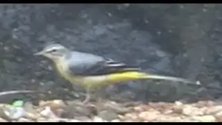 Grey Wagtail - Motacilla Cinerea - The bird which always wags tail !