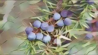 Juniper Liniment