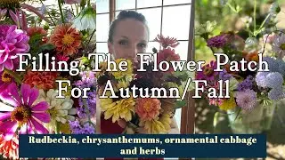 Filling The Flower Garden For Autumn; Planting Rudbeckia, Chrysanthemum, Ornamental Cabbage And More