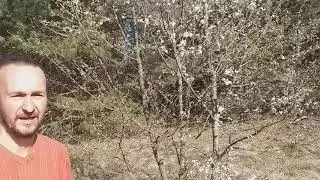 Море алычи