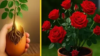 Just need eggs, tomorrow morning the red rose branch will grow 99 roots