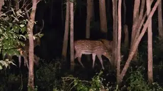 Night Safari Khatia Buffer Zone | Kanha Tiger Reserve 