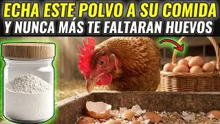 Todos lo tiran a la basura… pero es el MEJOR suplemento GRATIS para gallinas ¡pruébalo hoy!
