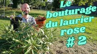 Boutures de Laurier Rose 