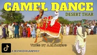 Camel dance in Tharparkar Mela || Camel racing || Ali bhai samejo 