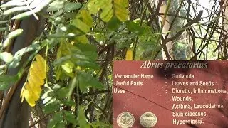User of Abrus precatorius || Gurivinda || Herbal garden