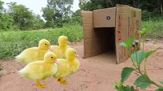Easy Technique Baby Ducks Trap Using Cardboard - Best Unique Bird Trap