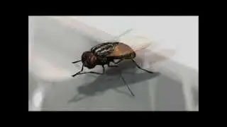 Mosca 3D.wmv