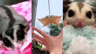 Kumpulan Sugar Glider Imut Lucu 😍 Part 1