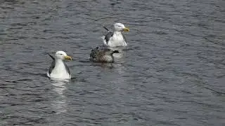 Lesser Black-Backed Gulls and their young