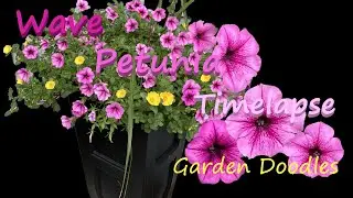 Easy Wave Petunia - Timelapse (Illinois Zone 5 Garden)