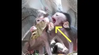 Baby Monkey try Bite Friend