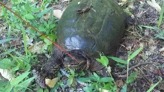 Turtle Trapping Part1