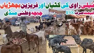 Little Calf Cute Baby Cow || Cute Buffalo Baby For Sale || Chichawatni Mandi
