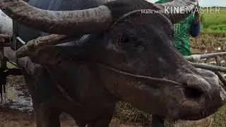 Buhay Probinsya magsasaka 🐂