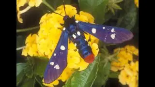 Oleander Moth Caterpillars- too hungry for their own good!