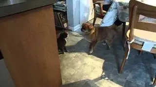 fearless kitten wrestles pekingese/pug... dog loves it.