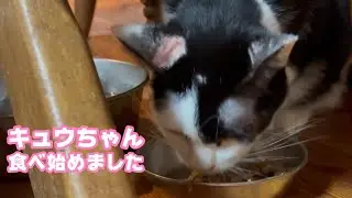 りんご猫のキュウちゃん  少し食べ始めました2026 01 22 1