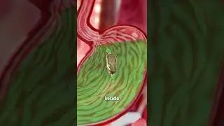 Swallowing A Chicken Wing Whole 😧