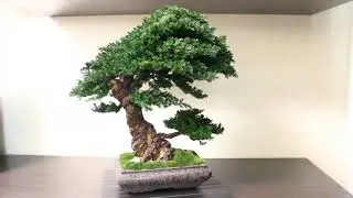 Bonsai tree. Artificial trunk 21,65