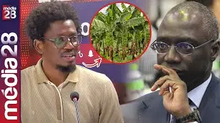 Production record de Banane, Mabouba Diagne met le pied sur l’accélérateur pour l’autosuffisance 