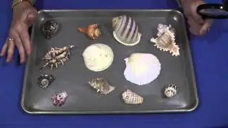 Лоток для открытий из морских ракушек