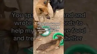 #donatenow #donateinbio #donate10$ #donateforfood #doglover