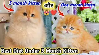 Best Kitten Diet Plan Under 3 Month | Growth Health & hair Care | Best Food for Kitten Under 3 Month