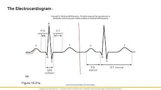 Heart Physiology 1