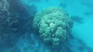 Faraana Reef 4*. Snorkeling.  Бухта Ras Um El Sid. Egypt