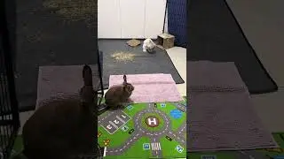 Rabbit bonding behaviour 