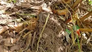 How to dig yam... it's about survival