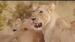 How to lions was suddenly attacked aliphant |